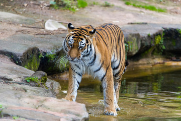 Close Up Tiger In Jungle The Danger Animal.