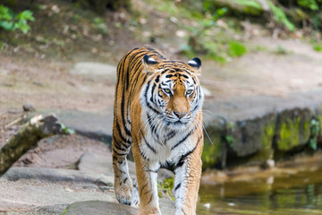 Fototapeta na wymiar Close Up Tiger In Jungle The Danger Animal.