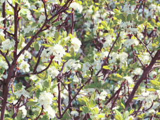 spring background of flowering tree and leaves