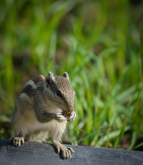 Squirrel eating pieces of nuts. Squirrels are members of the family Sciuridae, a family that includes small or medium-size rodents