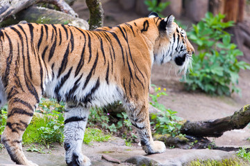 Fototapeta na wymiar Close Up Tiger In Jungle The Danger Animal.