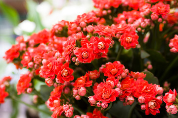 Bouquet of red roses at a market in Amsterdam, spring flowers