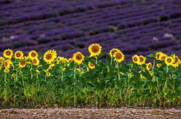 Sunflowers on a lavender field background. A beautiful combination of colors. France. Provence. Valensole