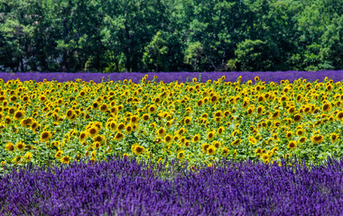Field with sunflowers and a field with lavender. A beautiful combination of colors. France. Provence. Valensole