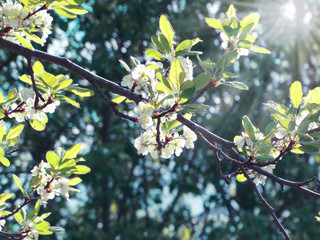 spring background of flowering tree and leaves