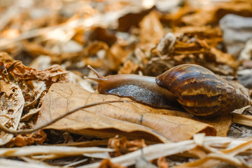 Snail are crawl slowly on dry brown leaves.