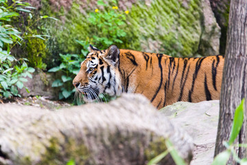 Close Up Tiger In Jungle The Danger Animal.