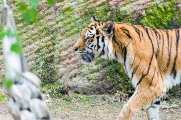 Close Up Tiger In Jungle The Danger Animal.
