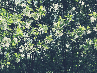 spring background of flowering tree and leaves