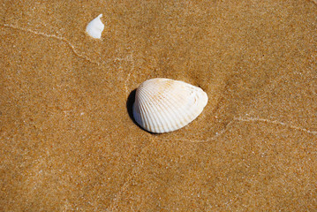 Sea shells on sand. Summer beach background. Top view