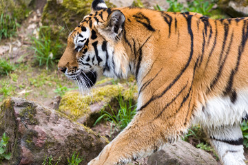 Close Up Tiger In Jungle The Danger Animal.