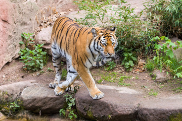 Close Up Tiger In Jungle The Danger Animal.