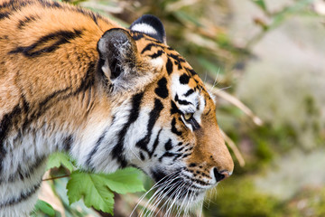 Obraz premium Close Up Tiger In Jungle The Danger Animal.