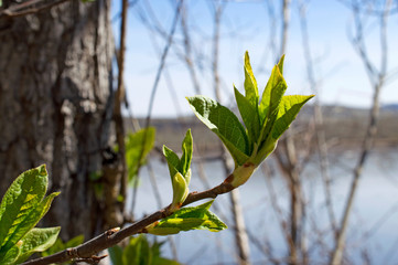twig of a tree with green leaves beginning to bloom