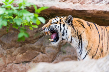 Close Up Tiger In Jungle The Danger Animal.