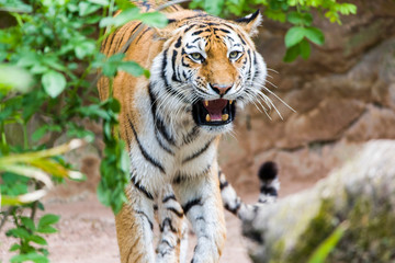 Close Up Tiger In Jungle The Danger Animal.