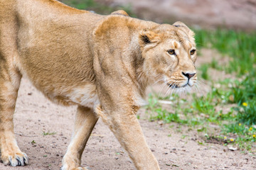 Female Lion, Panthera Leo, Lionesse Portrait,