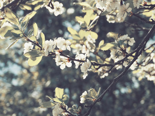 spring background of flowering tree and leaves