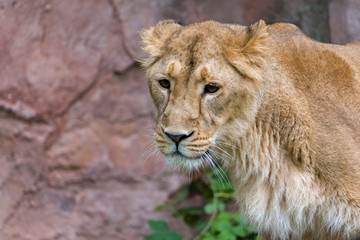 Obraz na płótnie Canvas Female Lion, Panthera Leo, Lionesse Portrait,