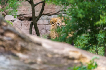 Female Lion, Panthera Leo, Lionesse Portrait,