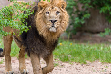 Fototapeta na wymiar Close Lion from National Park Of Kenya, Africa