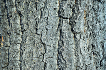 Tree bark texture