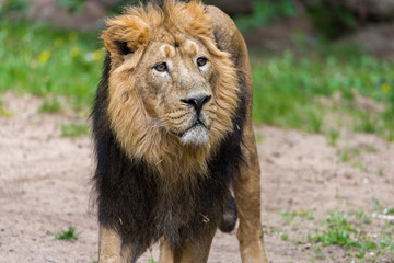 Close Lion from National Park Of Kenya, Africa