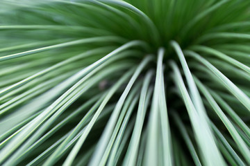 Detailaufnahme einer Pflanze im Botanischen Garten