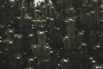 green fir tree branch with snow