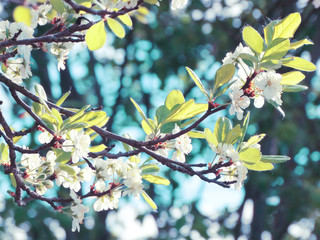spring background of flowering tree and leaves
