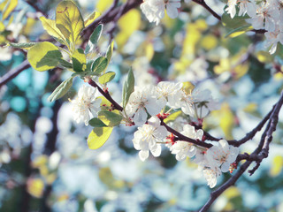 spring background of flowering tree and leaves