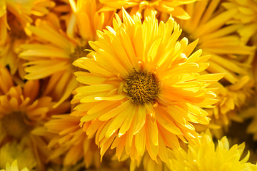 Beautiful Yellow Spring flower background