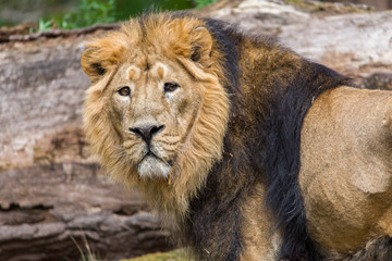 Close Lion from National Park Of Kenya, Africa