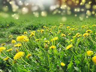 spring background dandelion flowers grass
