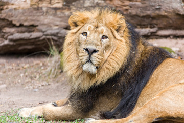 Close Lion from National Park Of Kenya, Africa