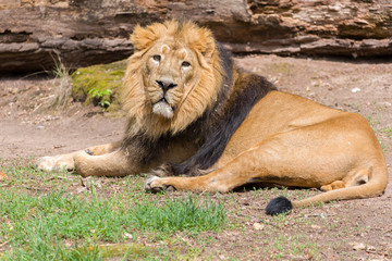 Naklejka na ściany i meble Close Lion from National Park Of Kenya, Africa