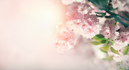 Beautiful flowering in spring,  flowering and blooming cherry,  beautiful nature