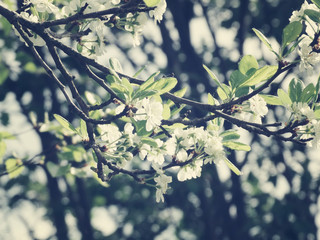 spring background of flowering tree and leaves