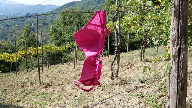 pink bra hanging by a thread in a vineyard, Avellino, Benevento, Campania, Italy, Europe