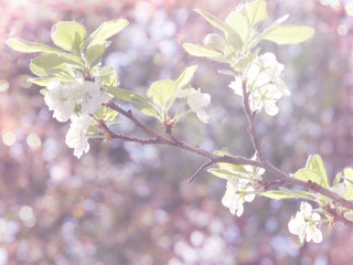 spring background of flowering tree and leaves