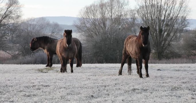 chevaux pomnik polski