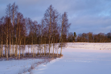 Fototapeta na wymiar Winter morning, fields covered with snow, sunlit birch grove and forest in the distance