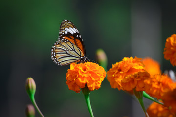 Fototapeta na wymiar Beautiful butterfly on marigold flower in the garden