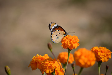 Beautiful butterfly on marigold flower in the garden