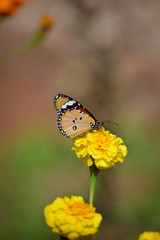 Beautiful butterfly on marigold flower in the garden