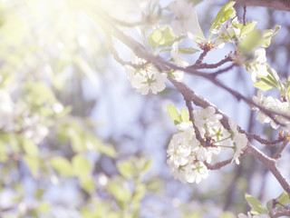 spring background of flowering tree and leaves