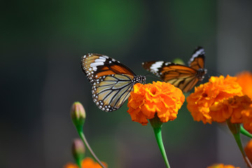 Beautiful butterfly on marigold flower in the garden