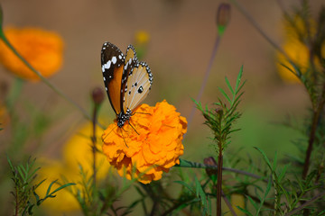 Beautiful butterfly on marigold flower in the garden