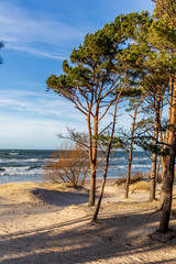 Obraz premium sea view with sand dune and lonely tree