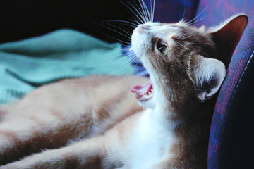 yawning cat close-up feline eye